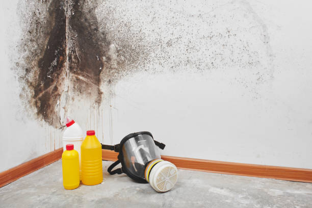 Best Office Mold Removal Services  in Washington, WV