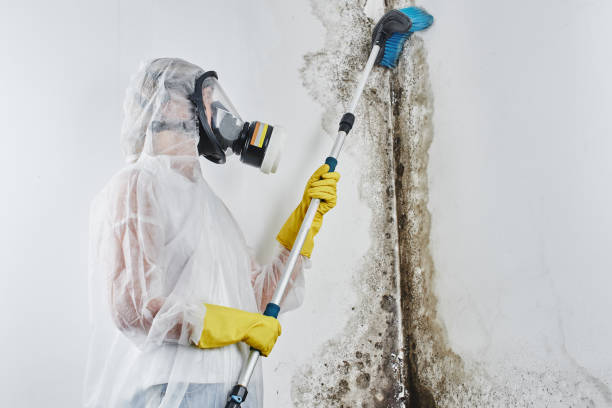 Best Attic Mold Removal  in Washington, WV