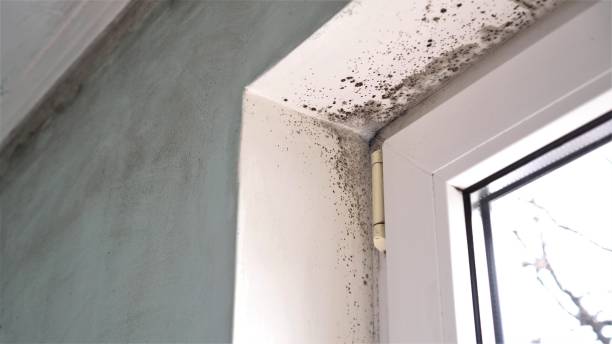 Best Fast Mold Removal  in Washington, WV