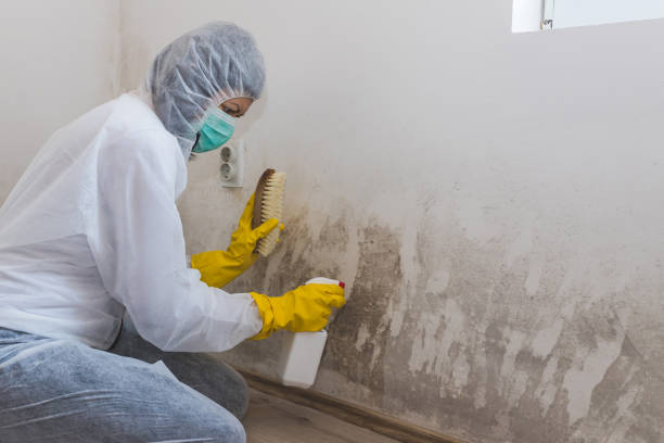 Best Local Mold Removal Service  in Washington, WV