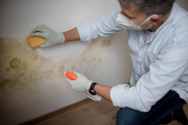 Best Mold Removal and Inspection  in Washington, WV