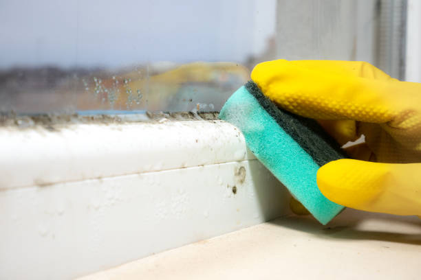 Best Home Mold Removal  in Washington, WV