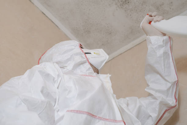  Washington, WV Mold Removal Pros