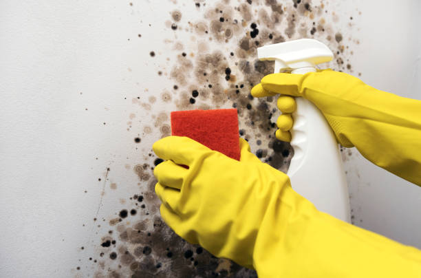 Best Mold Removal Near Me  in Washington, WV