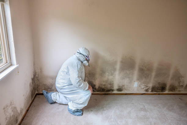 Reliable Washington, WV Mold Removal Solutions