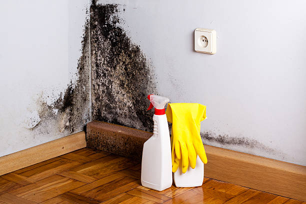 Best Attic Mold Removal  in Washington, WV