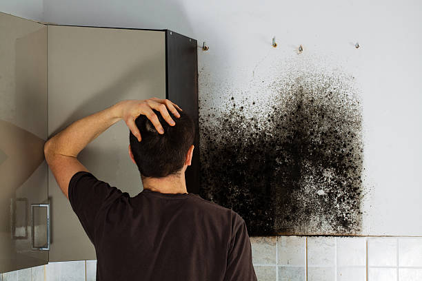 Best Mold Damage Repair  in Washington, WV