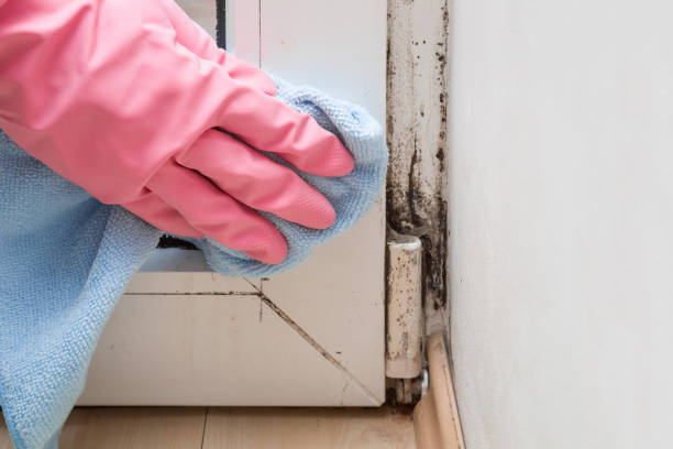 Best Black Mold Removal  in Washington, WV