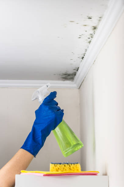 Mold Removal Process in Washington, WV